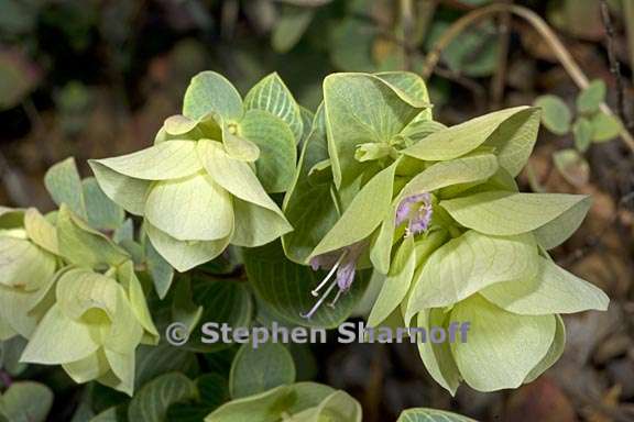 origanum rotundifolium 2 graphic